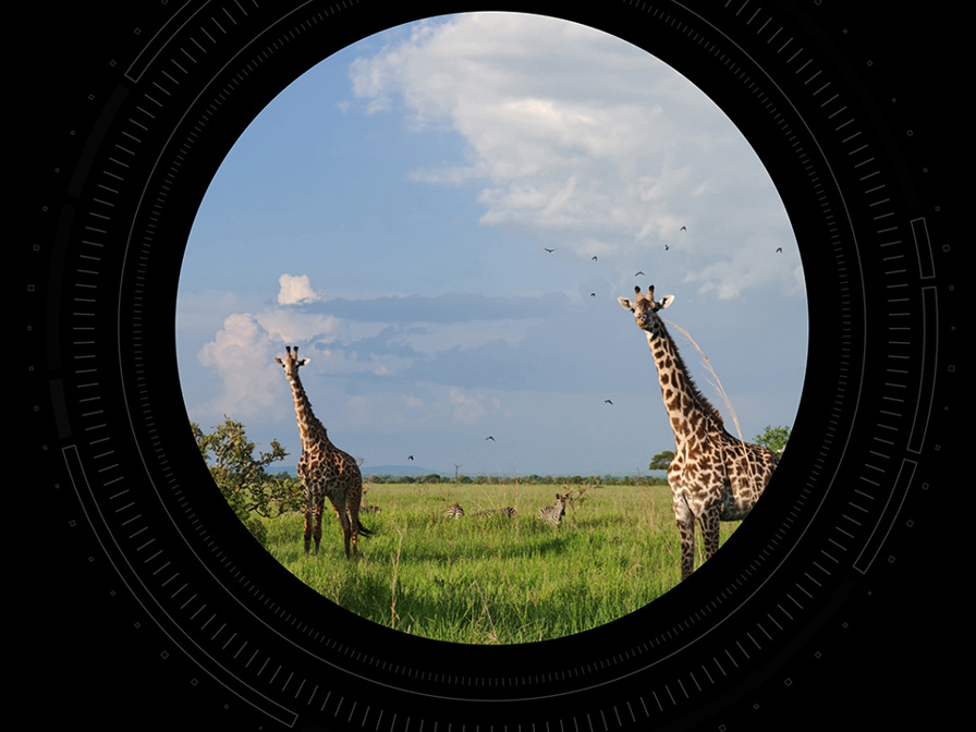 Shows Picture of pd-honor-magic6-rsr-zoom-bild-giraffe-auf-wiese.jpg